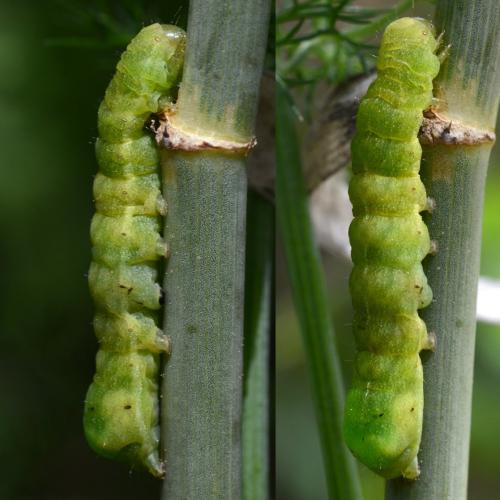 Phlogophora meticulosa